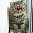 un felino exotico
